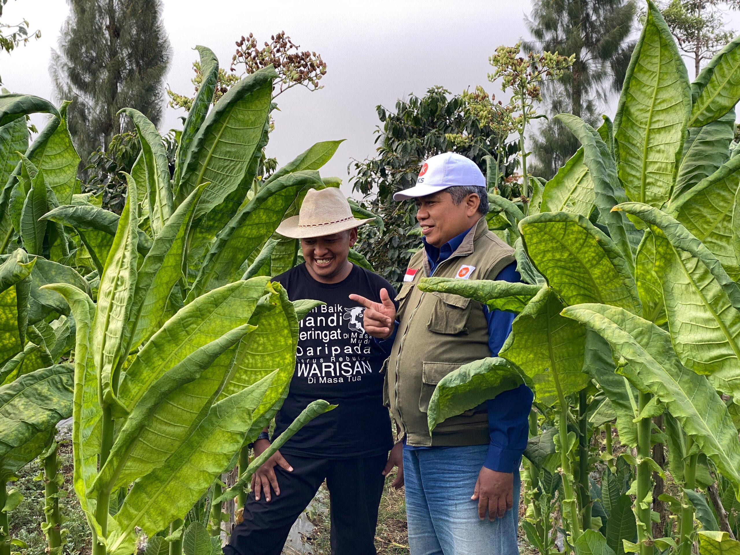 Panen Tembakau Wonosobo Melimpah, Amir Masduki Dorong Dana Bagi Hasil Cukai Sasar Kebutuhan Petani.